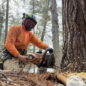 Pro National Tree Service