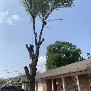 M.T Mulching & Forestry Services