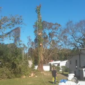 Tommy Hill Tree Service