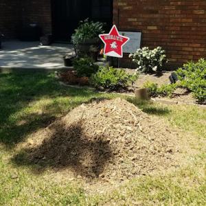 T Rex Stump Grinding