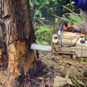 Topper's Total Tree Service