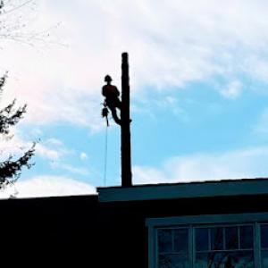 Blue Jays Tree Service