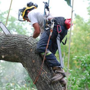 Frisco Tree Service & Stump Grinding
