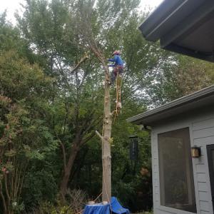 ArborDocs - Princeton