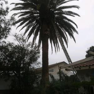 Heavenly Evergreen tree service & other maintenance