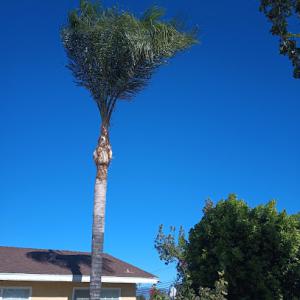 YardLand Palm Tree Works