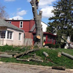 Real sky tree services