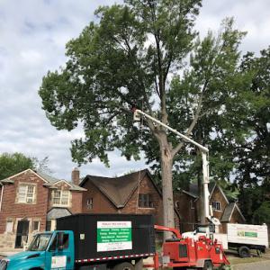 Robles Tree Services