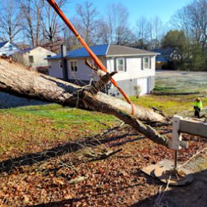 Sidden Tree Service
