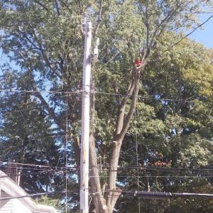 Tri-state Tree Company