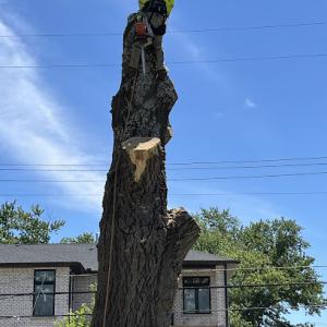 Cedars tree service