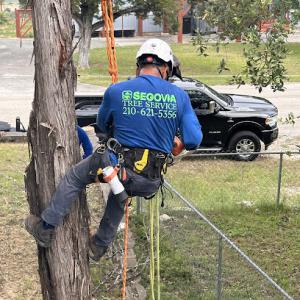Segovia Tree Service