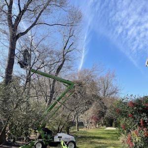 Mathews Tree Service