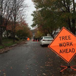 Big Timber Tree Service