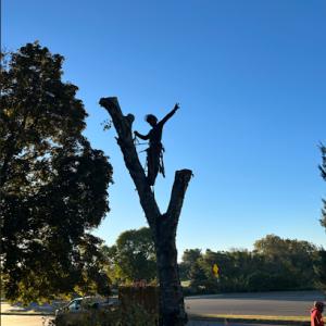 Maplewood Tree Service