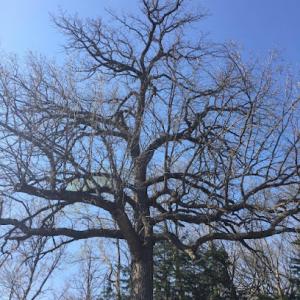 Elite Tree Service Experts