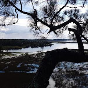 Abbott Tree solutions