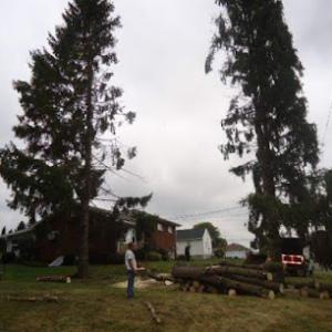 Tree Works Tree Service