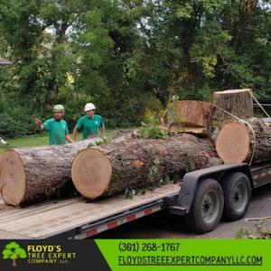 Floyd's Tree Expert Company