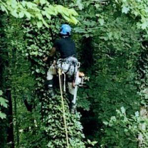 Triple Gs Tree service