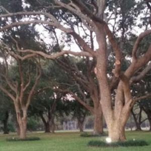 Cypress Tree Service