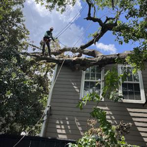 Wilian Tree services