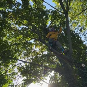 Priority Tree Care