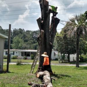 FG Tree Services