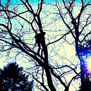 Kruljac Tree Services