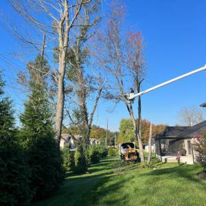 Trinity Tree Service Dayton Oh