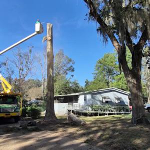 Tree Solutions Florida
