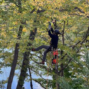 Tree Health Services