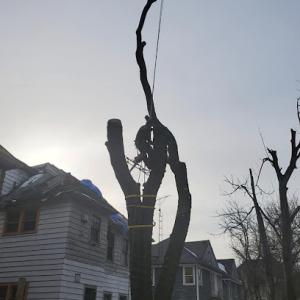 Southfield Tree Care