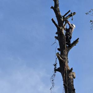 A Cut Above Tree Care & More