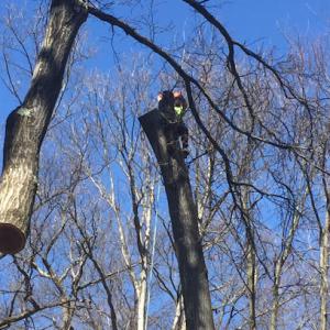Hibner's Tree Service