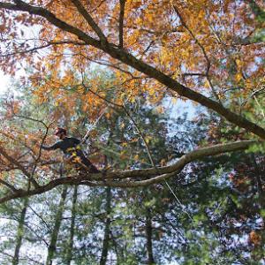 Preservation Arborists