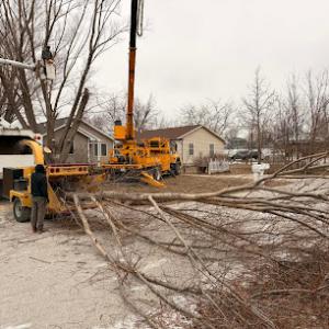 Southern Accent Tree Service