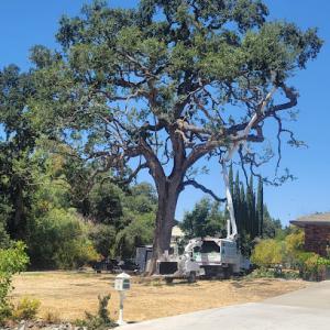 Gastelum Tree Service