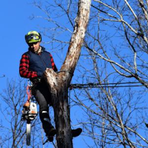 Tree Surgeon Atlanta