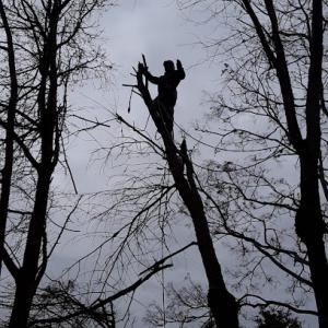 Santizo Tree Services