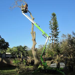 Nick Fords Paradise tree Service