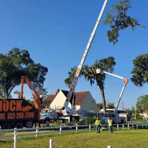 Hammock Tree Service