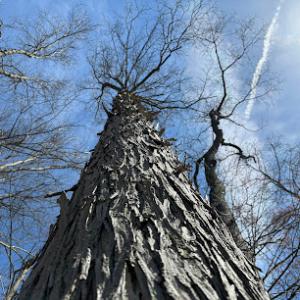 Minnechaug Tree & Landscape