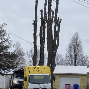 Total Tree Services & Landscaping