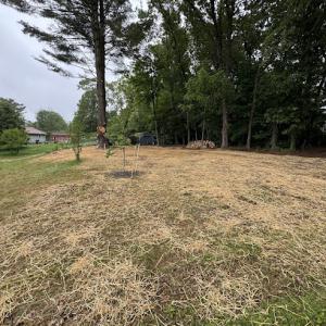 BT Tree & Property Specialists