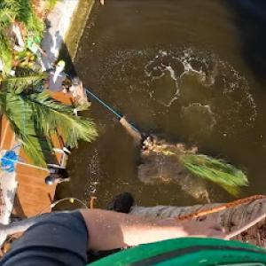 Glendale Tree Service Experts