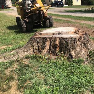 Red Oak Stump Grinding