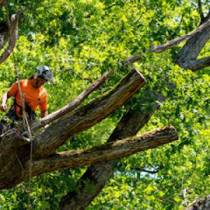 Donnie Owens Tree Services