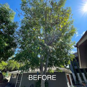 Love Branch Tree Pros & Yard