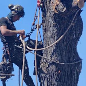 Golden Gate Tree Care